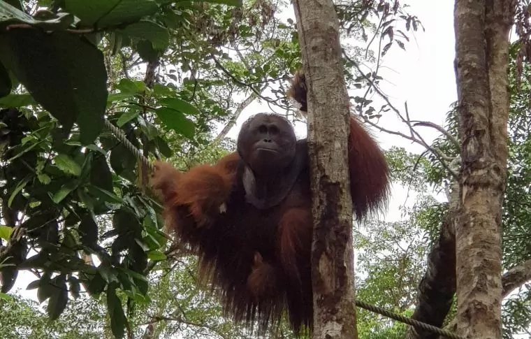 Borneo Outdoor Discovery: Orangutan, Off-Road Biking, & Caves